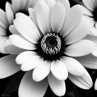 black and white flower background