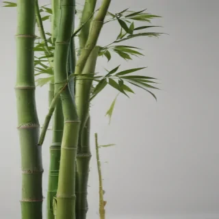 bamboo png