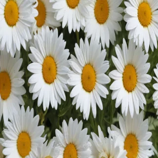 daisy wallpaper for desktop