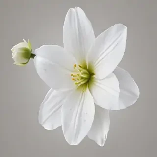 white flower png