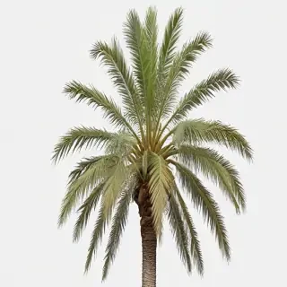 palm tree transparent
