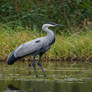 crane bird