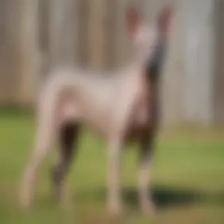american hairless terrier