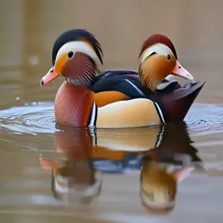 mandarin duck