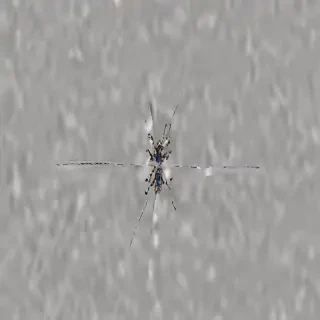 static png