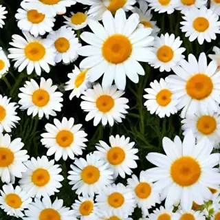 daisy wallpaper for desktop