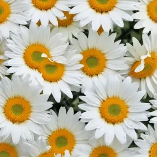 daisy desktop wallpaper
