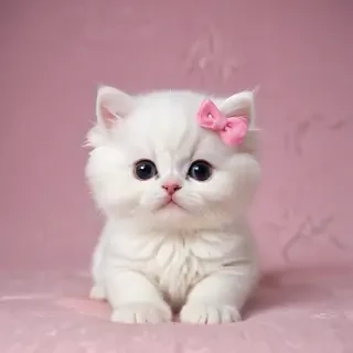 cute kitty backgrounds