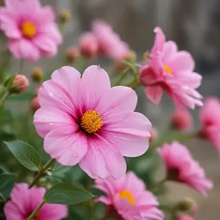 iphone flower nature wallpaper
