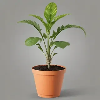 plant png clipart
