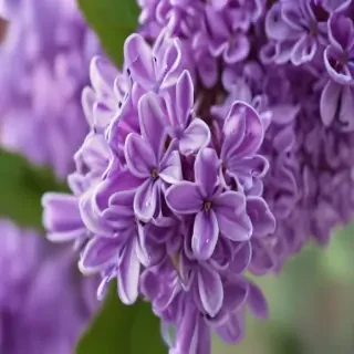 lilac iphone wallpaper