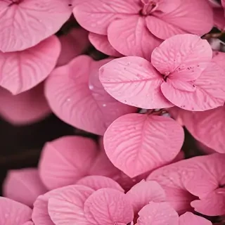 pink wallpapers