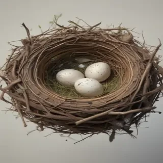 birds nest png