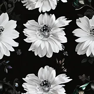 white bg