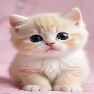 kitty wallpapers