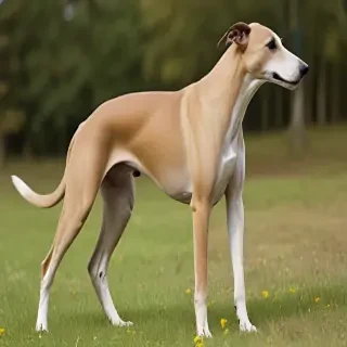 greyhound dog breed