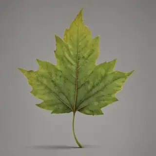 leaf png transparent