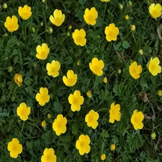 buttercup flower