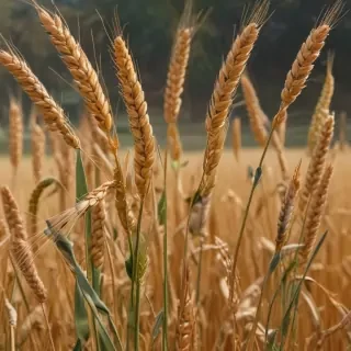 wheat png