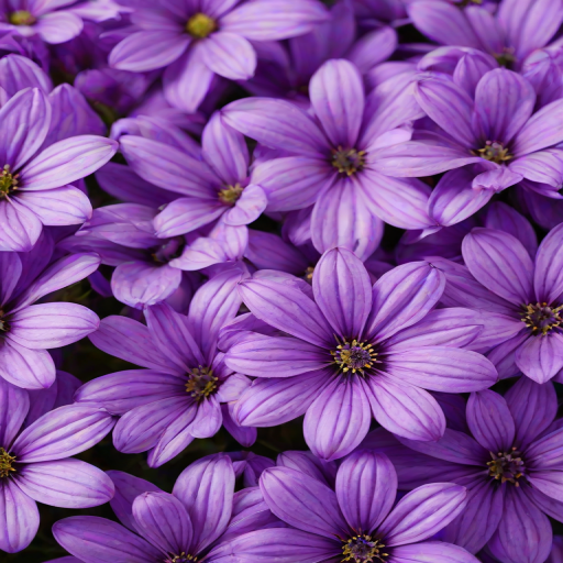 purple flowers background