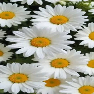 daisy background