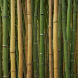 bamboo background