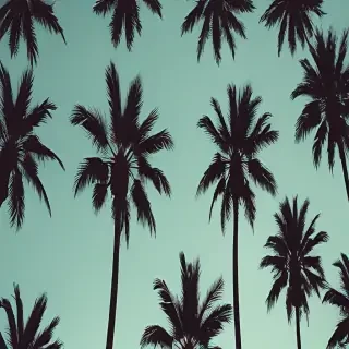 palm trees background