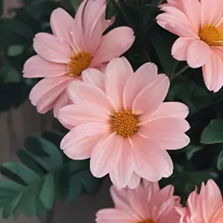 cute aesthetic flower wallpaper