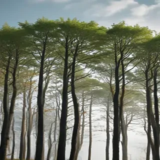 background trees
