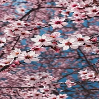 spring iphone background