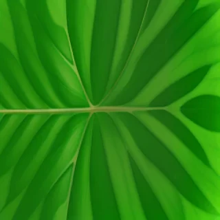 green leaf background