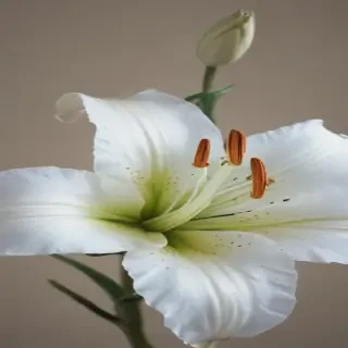 lily flower png