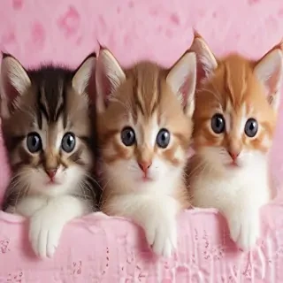 kittens wallpaper