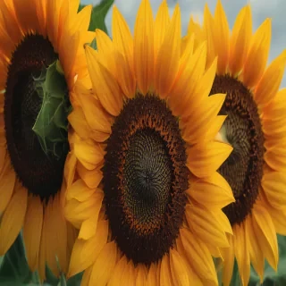 sunflower iphone background