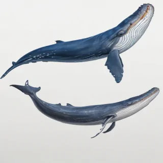 blue whale png