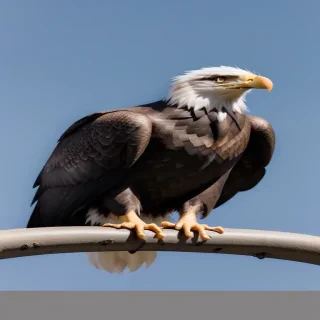 eagles png