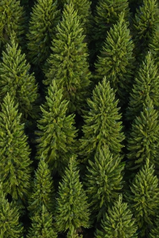 pine trees transparent background