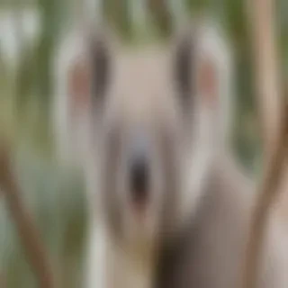 koala bear