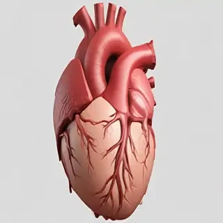 human heart png