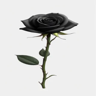 black rose png