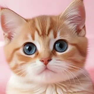 wallpaper cat cute