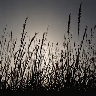 grass silhouette