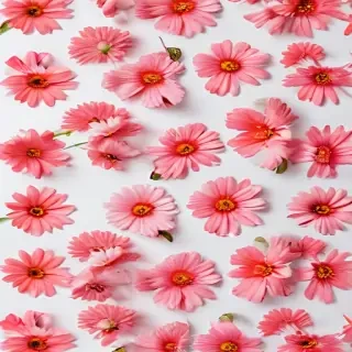 flower white bg
