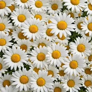 daisy background