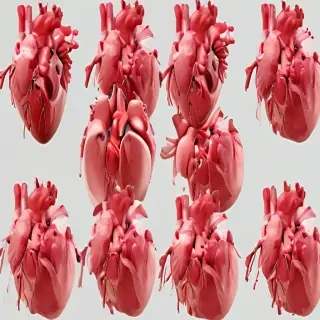 human heart png