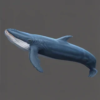 blue whale png