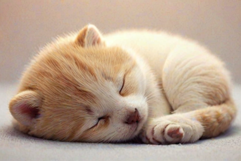 sleeping wallpaper