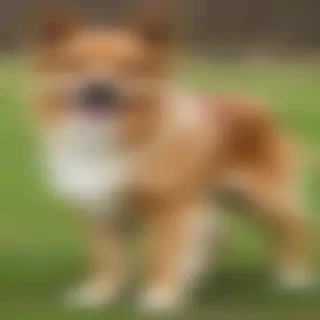 pomeagle dog breed