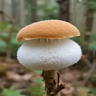 puffball mushroom