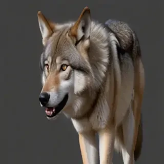 wolf png